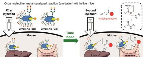 Catalysis in live mice