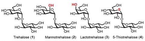Chemical structures of trehalose, mannotrehalose, lactotrehalose & 5-thiotrehalose