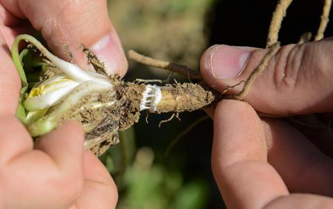 An image showing dandelion for processing of Taraxa gum