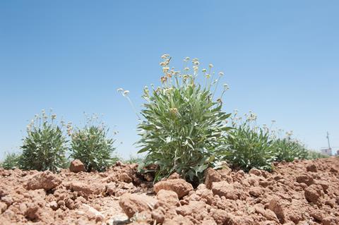 An image showing guayule plants