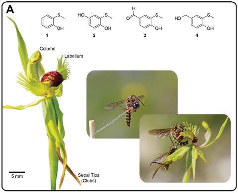 C. crebra with floral parts labelled, the pollinator C. flavopictus pseudocopulating with a pin spiked with synthetic semiochemicals and a flower. The structures of the four (methylthio)phenol semiochemicals are shown 
