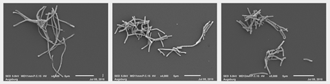 STM images of bacteria