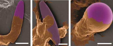 Particle interactions with macrophage