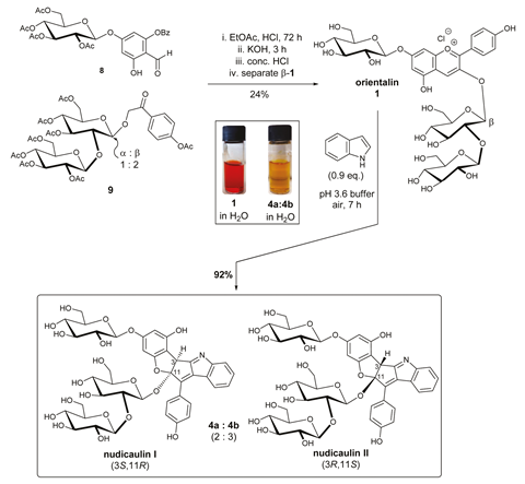 A scheme showing the biomimetic synthesis of nudicaulins I and II