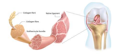 A diagram zooming in from a knee joint to a pink ligament to bundle to a collagen fibril each showing how the fibres are bundled together at every scale