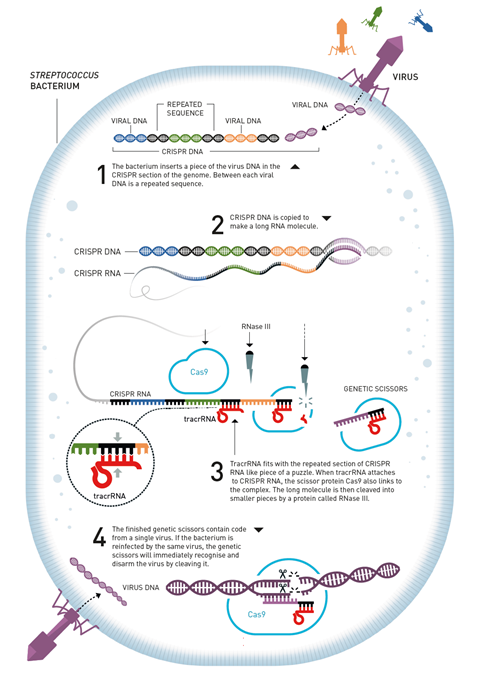 An image showing Streptococcus' natural immune system against viruses: CRISPS/Cas9