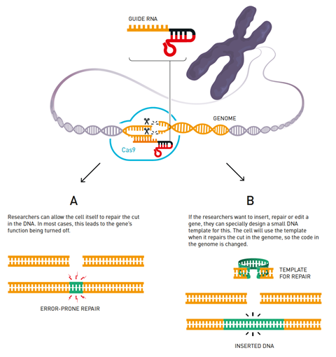 An image showing the CRISPS/Cas9 genetic scissors