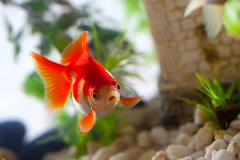 Goldfish in an aquarium