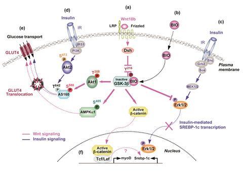 Chemical pathway