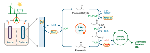 A diagram of how electrolysis powered by renewables can be used to drive the AAA cycle to make ATP