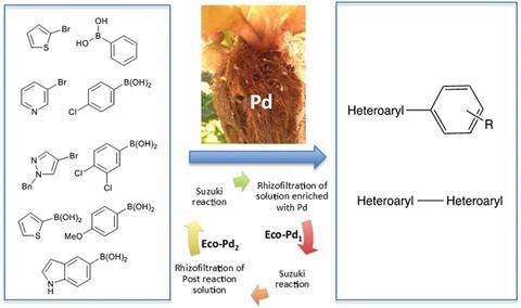 A scheme depicting ecocatalysed Suzuki cross coupling of heteroaryl compounds