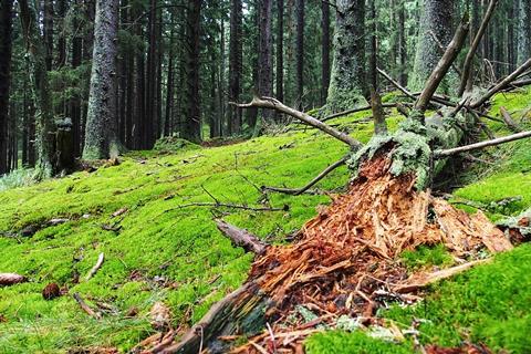 Decomposing tree in the woods