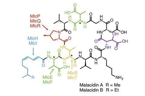 The structure of malacidin