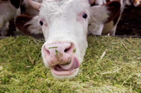 A cow eating grass