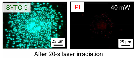 An image showing fluorescence images