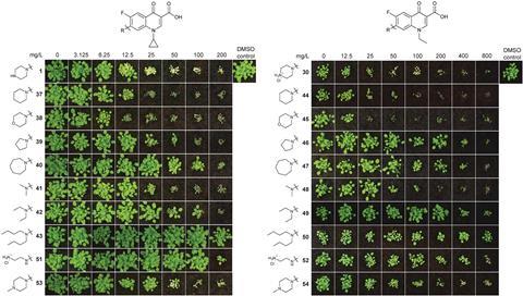 The researchers screened several analogues of ciprofloxacin