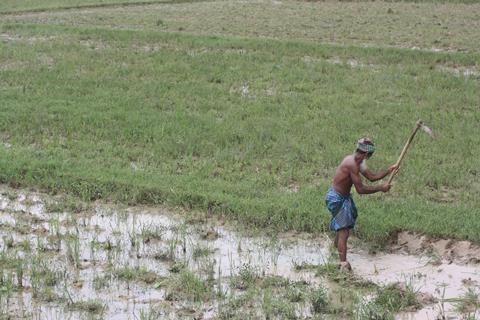 Farm worker preparing rice paddy field for cultivation in Bangladesh