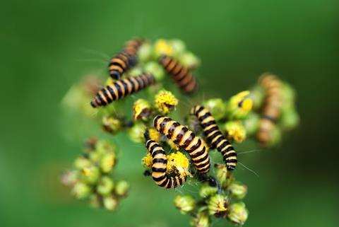 Orange and black striped caterpillars of the Cinnabar Moth, on wild yellow ragwort flowers