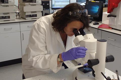 An image showing Penkman in the NEaar lab at the University of York identifying fossil shells for analysis