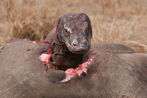 A komodo dragon eating a buffalo. It has torn through the animal's skin.