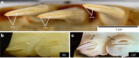 Close up photos of Komodo dragon teeth showing an orange line along the sharp edge