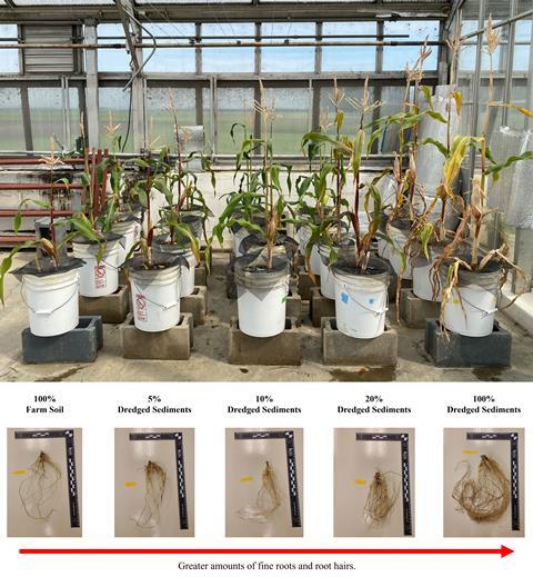 A series of maize plants grown in a greenhouse in different mixes of farm soil and dredged sediments. The plants in 100% farm soil are the smallest and the least complex roots and those grown in 100% dredge sediments are the tallest with a large root mass