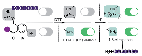 An image showing the peptide purification method