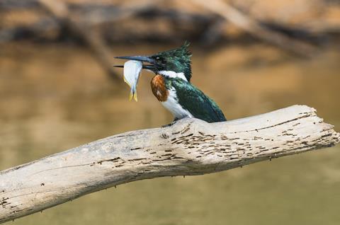 Green kingfisher