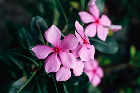 Madagascar periwinkle