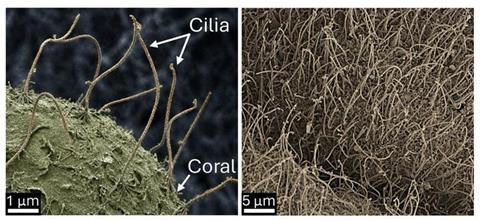 Electron microscopy images of cilia on the surface of corals