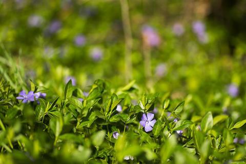 Purple Vinca, periwinkle flower