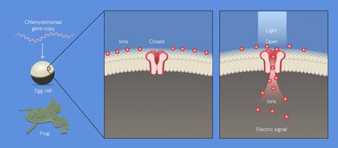 Chlamydomonas genes in frog eggs