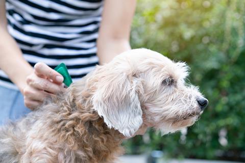 A dog receiving flea treatment