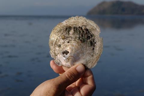 Windowpane oyster shell