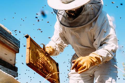 A beekeeper checking a hive