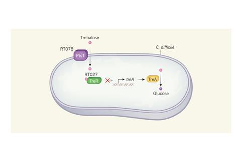 Increased virulence of the bacterium Clostridium difficile. Two lineages of C. difficile, RT027 and RT078, have become widespread since the early 2000s. Collins et al.6  have demonstrated that different mutations have arisen in each strain to improve the 