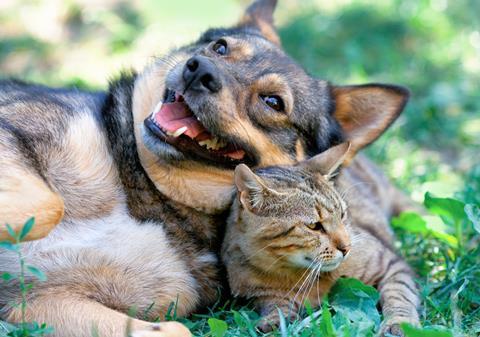 A cat and dog relaxing together