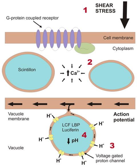 Schematic representation of part of a dinoflagellate cell, depicting the cellular processes that take place to generate a bioluminescence flash
