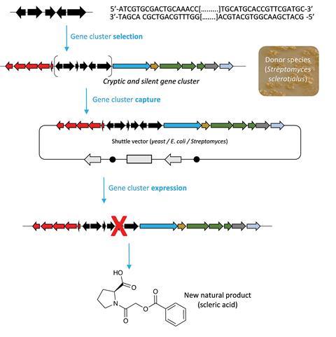 Overview of the approach used in this study to characterise scleric acid, a novel natural product from a cryptic and silent gene cluster