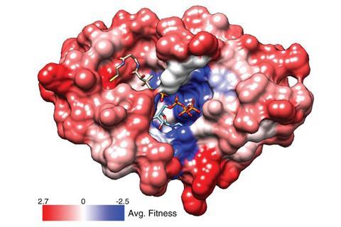 Making thousands of genes in parallel enables multiplexed reporter assays that explore the ‘fitness’ of different proteins that they encode for. Here, structural variations in the PPAT enzyme that help bacteria grow are coloured red, and ones that hinder 