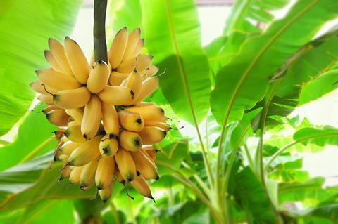 Bananas ripening on the plant