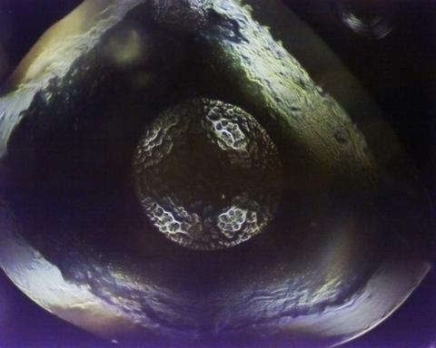 Light-polarized optical micrograph showing the Ionic Liquid Crystal surface