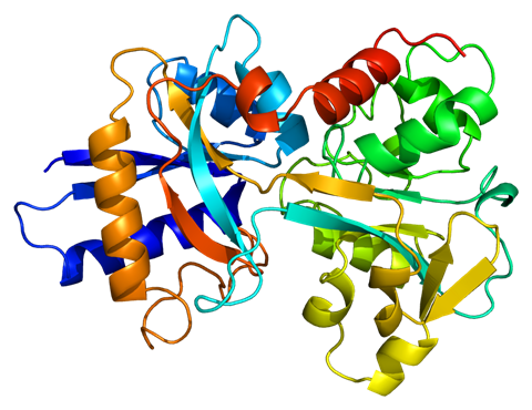 Structure of the transferrin (TF) protein