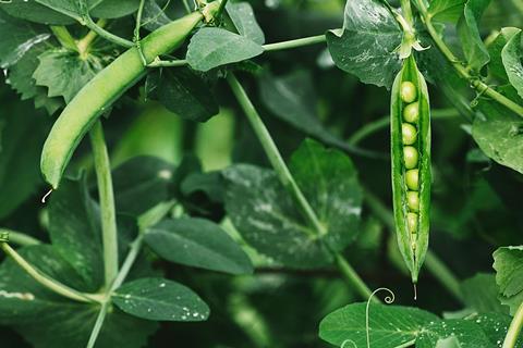 Pea plants