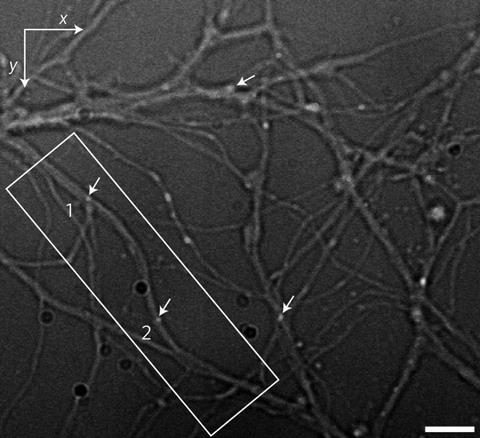 nanodiamond neuron tracking f1 d