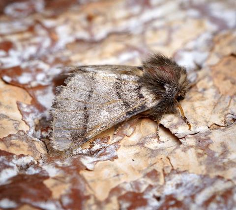 Oak Processionary (Thaumetopoea processionea)