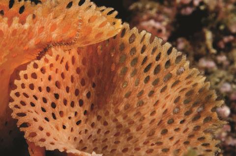 Neptuns lace bryozoan