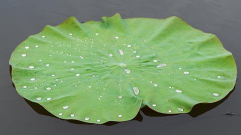 A photo of a large green lotus leaf. There are beads of water sitting on top of the leaf