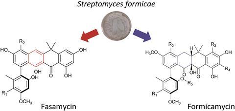 Formicamycins and fasamycins have a similar chemical scaffold