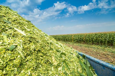 Corn biomass in corn field